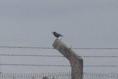 Lamprotornis superbus