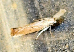 Isophrictis actinopa