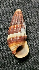 Lampanella minima