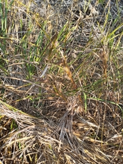 Carex frankii