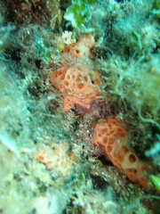 Hemimycale columella