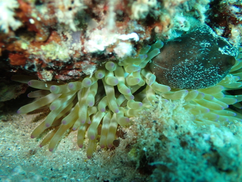Fat anemone