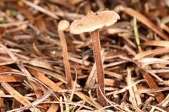 Auriscalpium vulgare