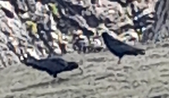 Pyrrhocorax pyrrhocorax