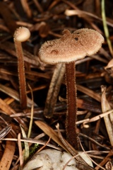 Auriscalpium vulgare