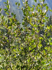 Crataegus douglasii