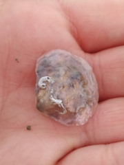 Bivalvia