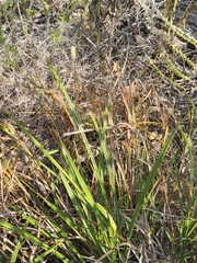 Carex frankii