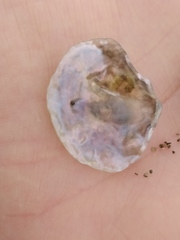 Bivalvia