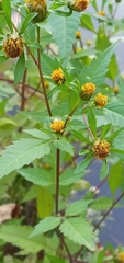 Bidens tripartita