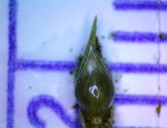 Echinochloa crus-pavonis macera