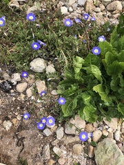 Nolana paradoxa