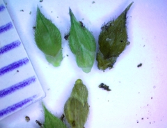 Echinochloa crus-pavonis macera