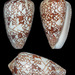 Conus purus - Photo (c) uwkwaj,  זכויות יוצרים חלקיות (CC BY-NC), הועלה על ידי uwkwaj