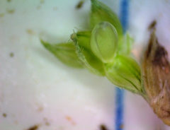 Echinochloa crus-pavonis macera