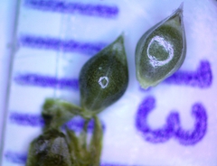 Echinochloa crus-pavonis macera