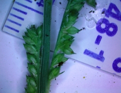 Echinochloa crus-pavonis macera