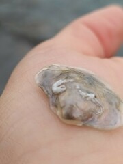 Bivalvia