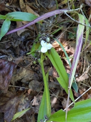 Tradescantia subaspera