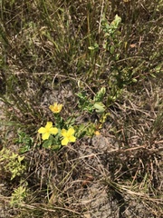 Hypericum tetrapetalum
