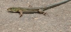 Aspidoscelis sexlineatus