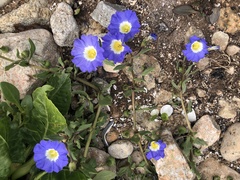 Nolana paradoxa