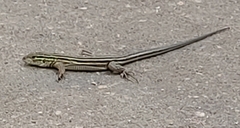 Aspidoscelis sexlineatus