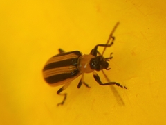 Acalymma trivittatum