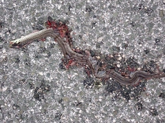 Zamenis longissimus