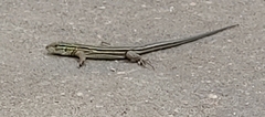 Aspidoscelis sexlineatus