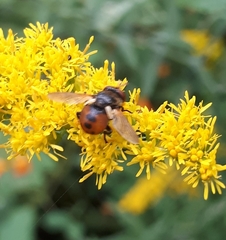 Gymnosoma