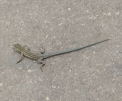 Aspidoscelis sexlineatus
