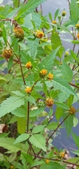 Bidens tripartita