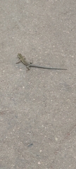 Aspidoscelis sexlineatus