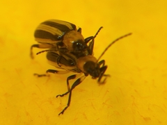 Acalymma trivittatum