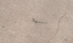Aspidoscelis sexlineatus