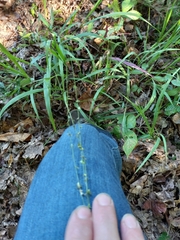 Chasmanthium sessiliflorum