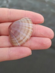 Bivalvia