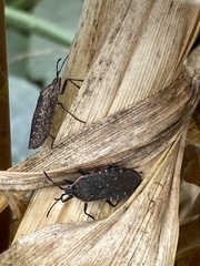 Anasa