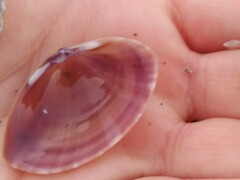 Bivalvia