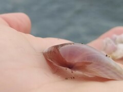 Bivalvia