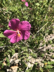 Pavonia lasiopetala