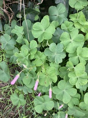 Oxalis articulata