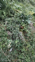 Rubus caesius