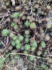 Petrosedum forsterianum