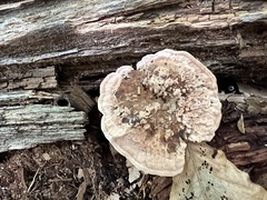 Hydnellum concrescens