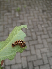 Acronicta rumicis