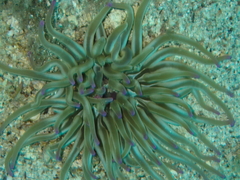 Condylactis aurantiaca