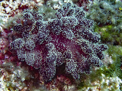 Alcyonium acaule