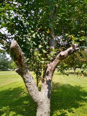 Malus × dawsoniana